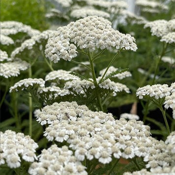 Achillea 'New Vintage White'