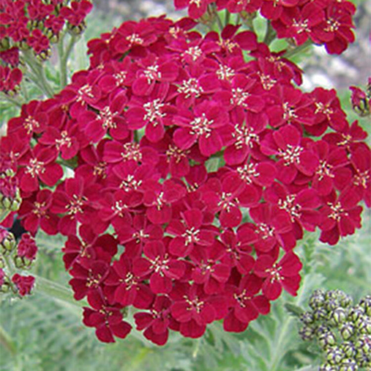 Achillea millefolium 'Red Velvet' CalNative