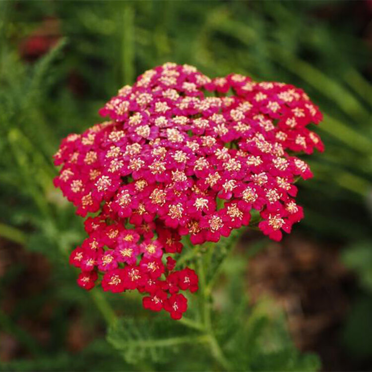 Achillea millefolium 'Red Velvet' CalNative