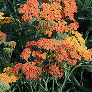 Achillea 'Terracotta'