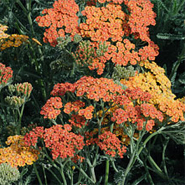 Achillea millefolium 'Terra Cotta' CalNative