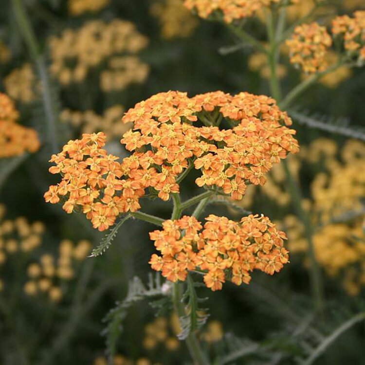 Achillea millefolium 'Terra Cotta' CalNative
