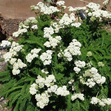 Achillea 'Shell Beach'