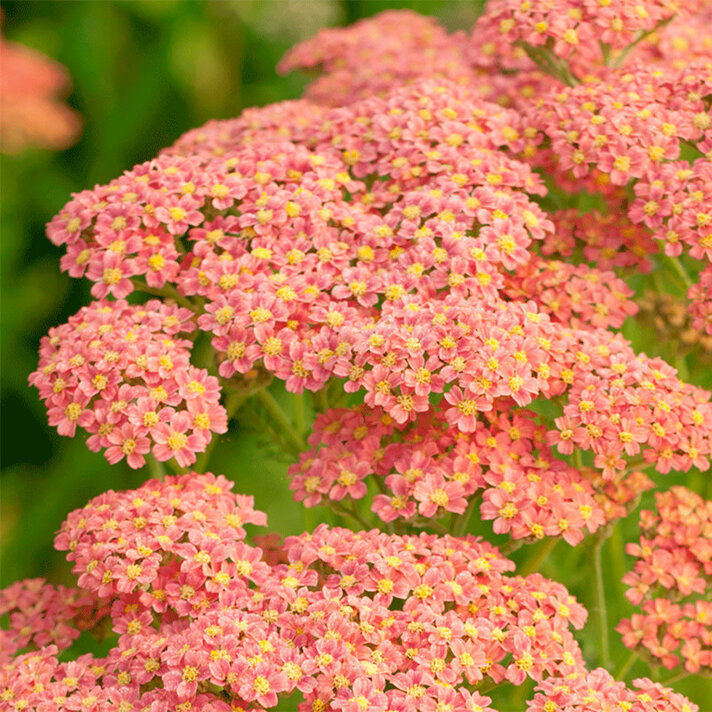 ANTIQUE PERENNIAL ACHILLEA PINKEN FLUSH – Poyntons Nursery