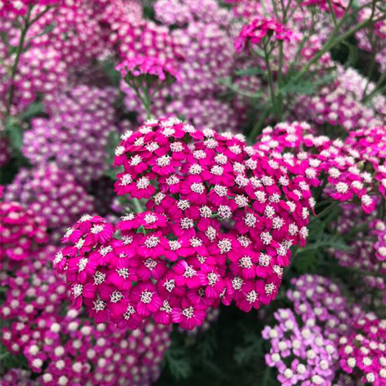 Achillea 'New Vintage Violet'