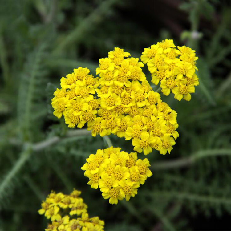 Achillea 'Moonshine'