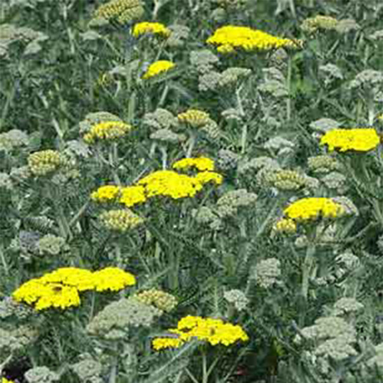 Achillea millefolium 'Little Moonshine'