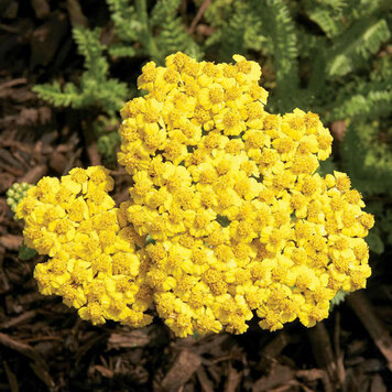 Achillea 'Little Moonshine'