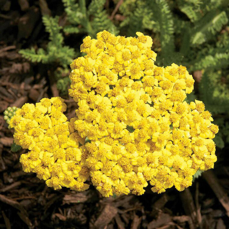 Achillea millefolium 'Little Moonshine'