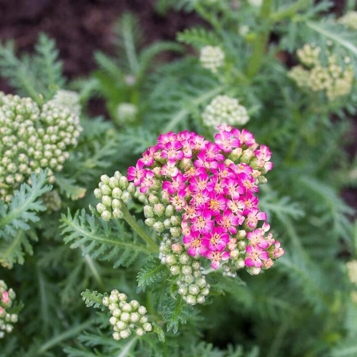 Achillea NEW VINTAGE Rose - Buy Yarrow Perennials Online