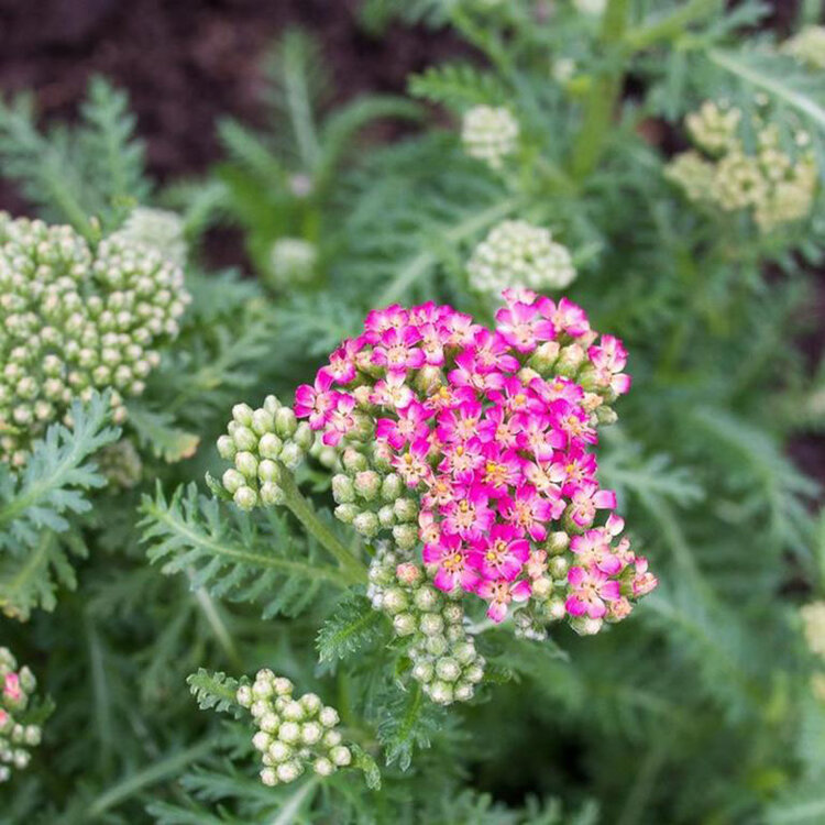 Achillea millefolium 'Desert Eve™ Deep Rose'
