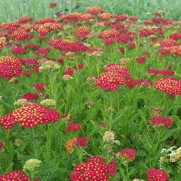 Achillea 'Desert Eve™ Red'
