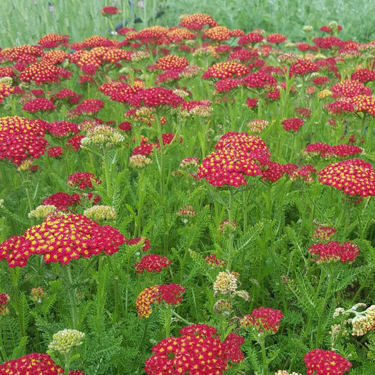Achillea millefolium 'Desert Eve™ Red'