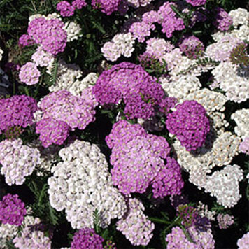 Achillea 'Apple Blossom'
