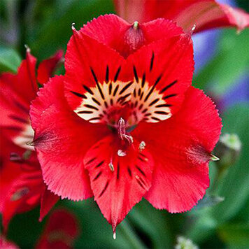 Alstroemeria 'Princess Kate'