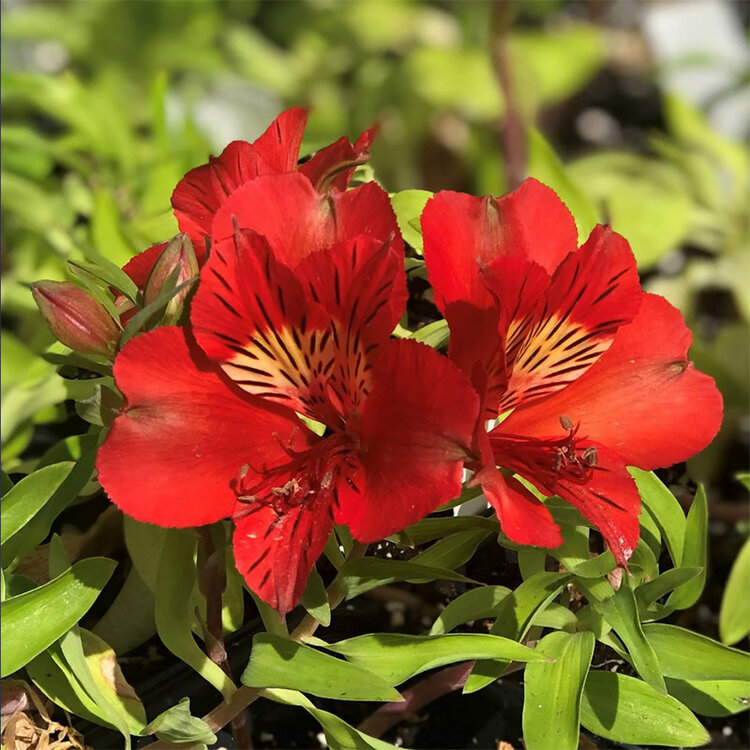 Alstroemeria 'Princess Kate'