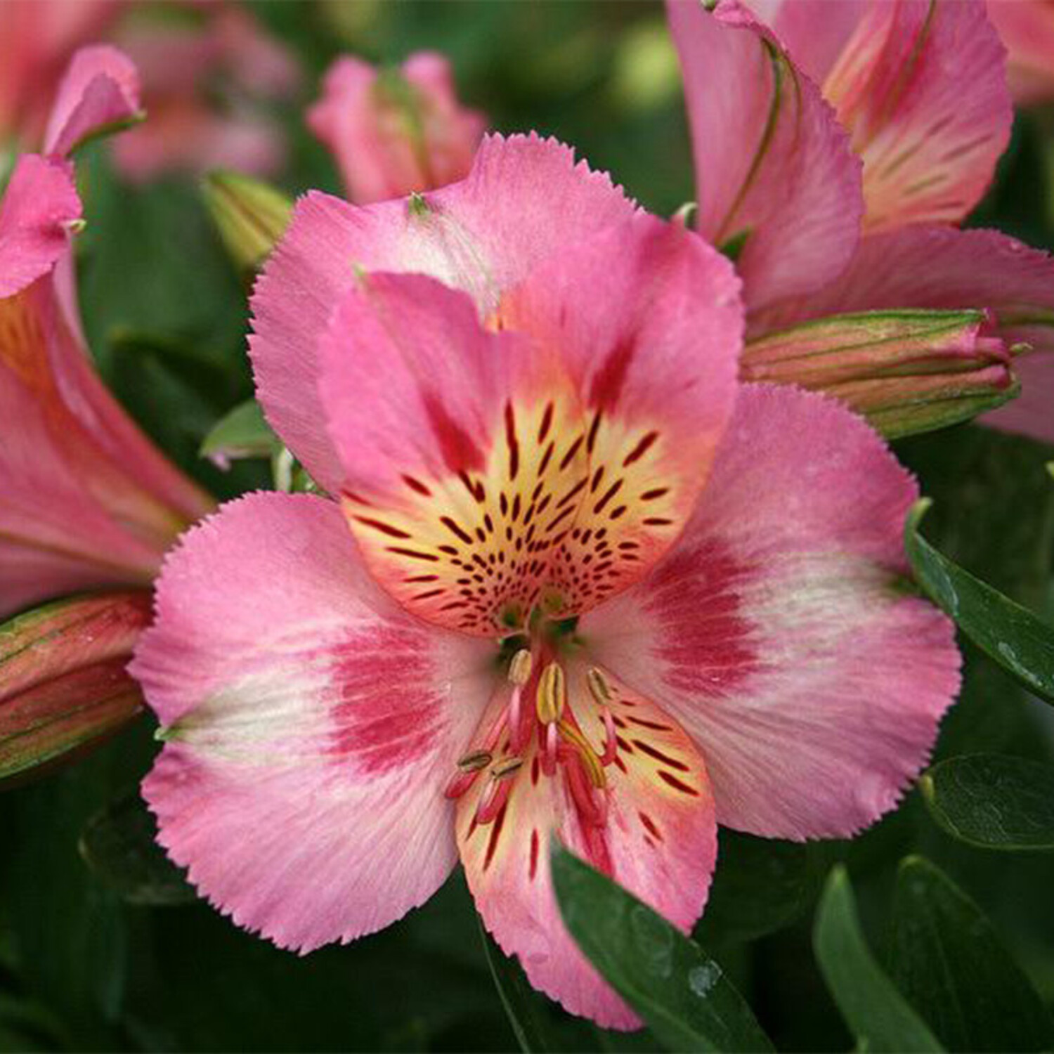 Alstroemeria 'Princess Theresa'