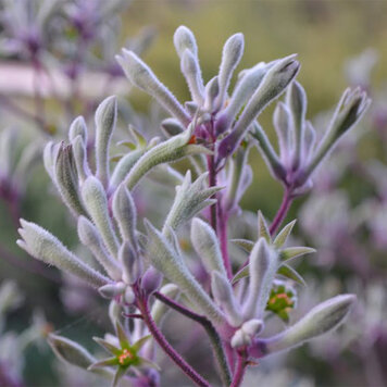 Anigozanthos 'Landscape Lilac'