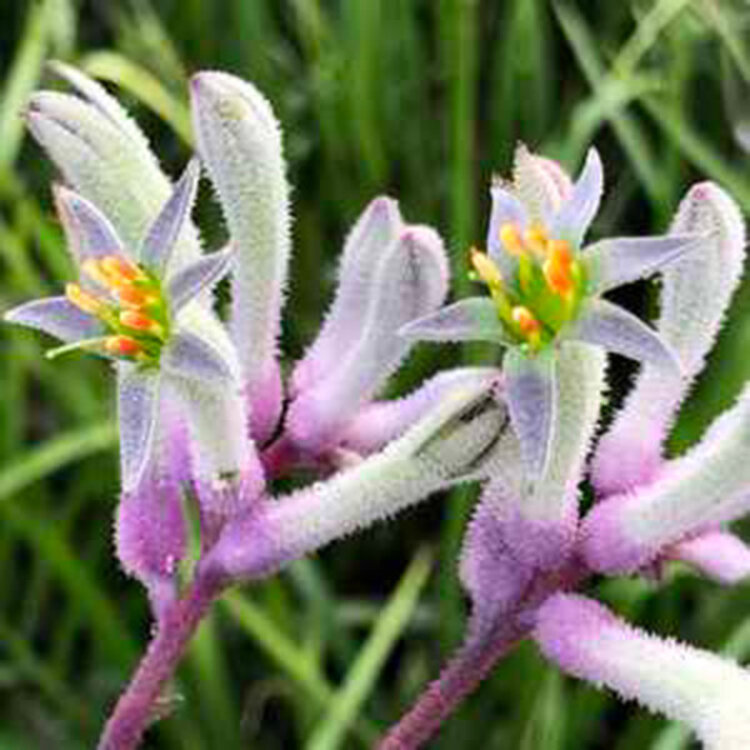 Anigozanthos 'Landscape Lilac'