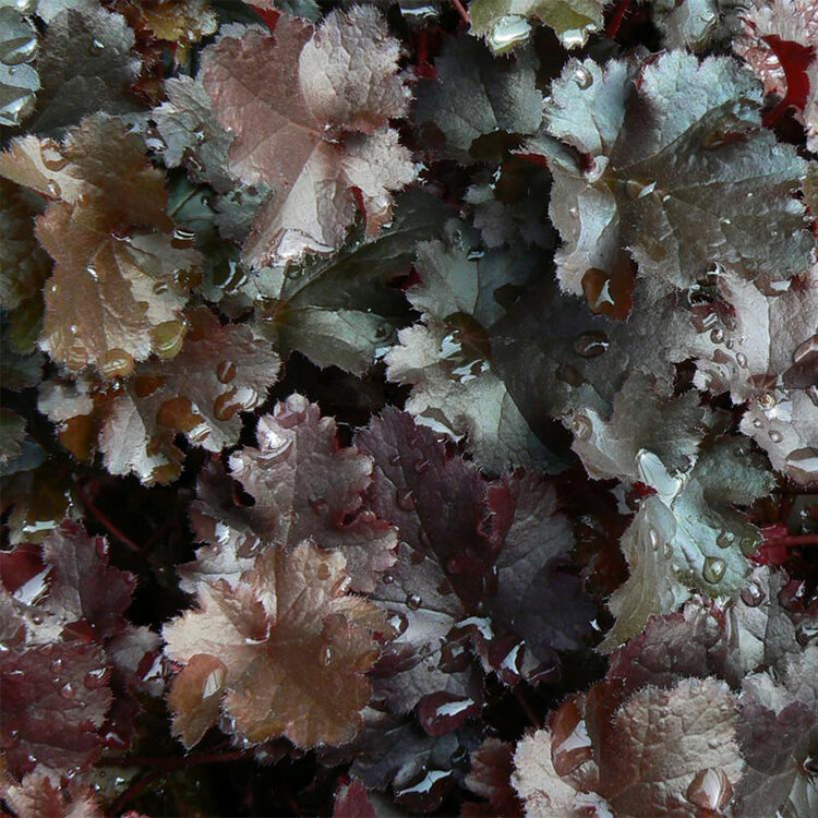 Heuchera 'Black Knight'