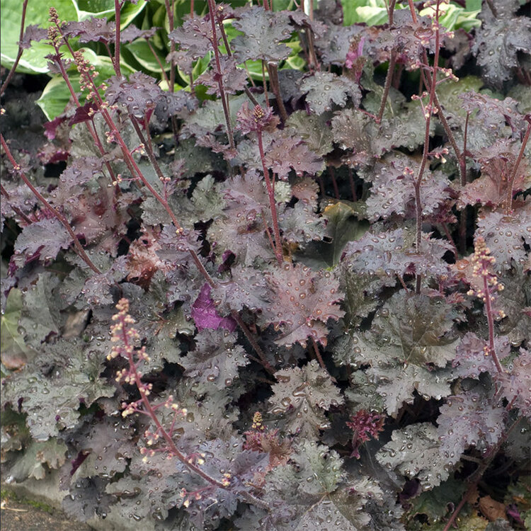 Heuchera 'Black Knight'