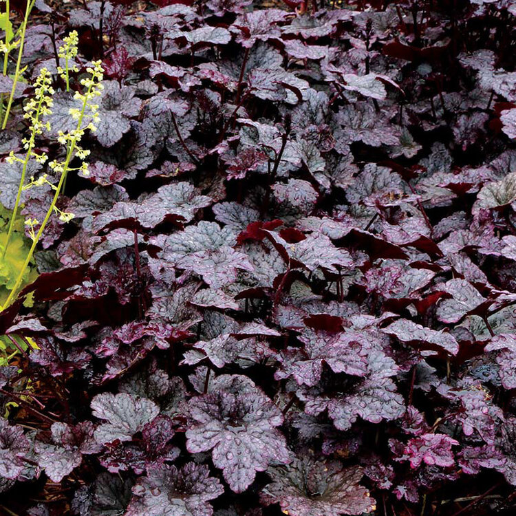 Heuchera 'Plum Pudding'
