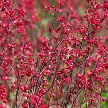 Heuchera 'Firefly'