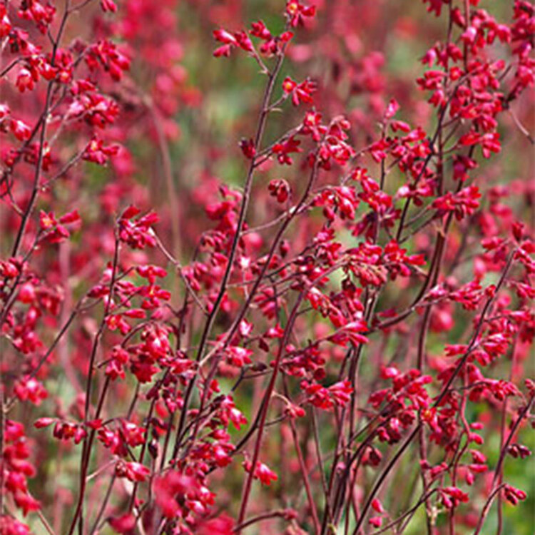 Heuchera 'Firefly'