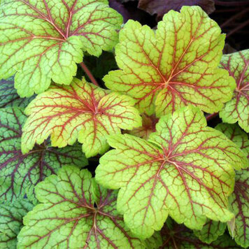 Heuchera 'Electric Lime'