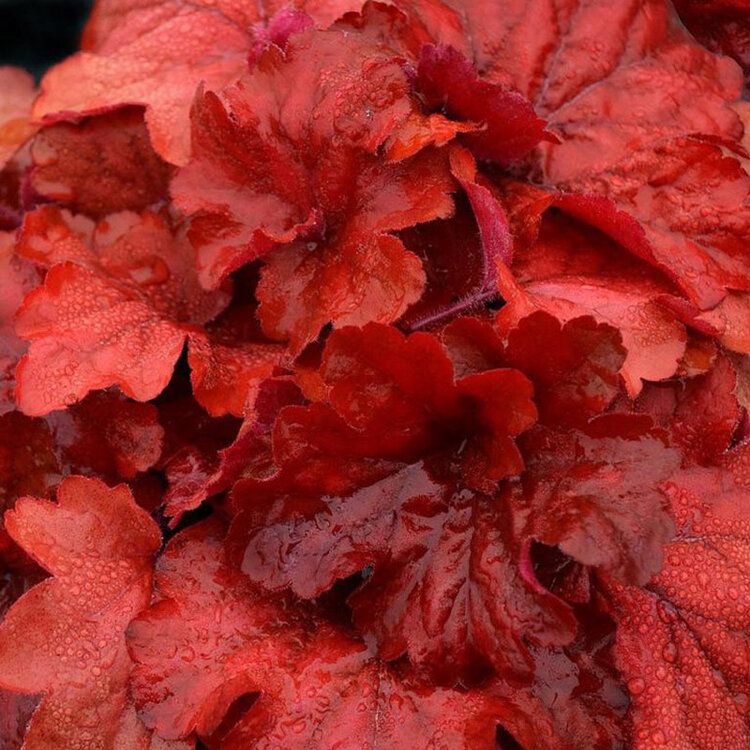 Heuchera 'Fire Alarm' CalNative