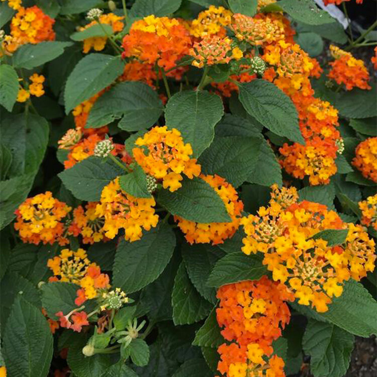 Lantana camara 'Lucky™ Flame'