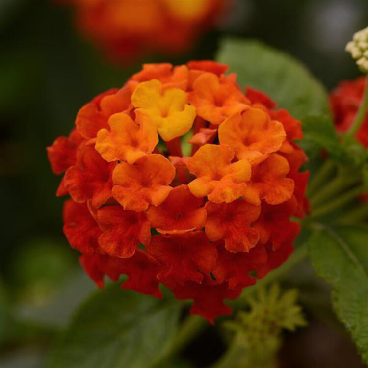 Lantana camara 'Lucky™ Red'
