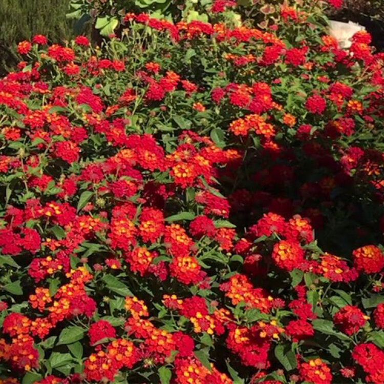 Lantana camara 'Lucky™ Red'