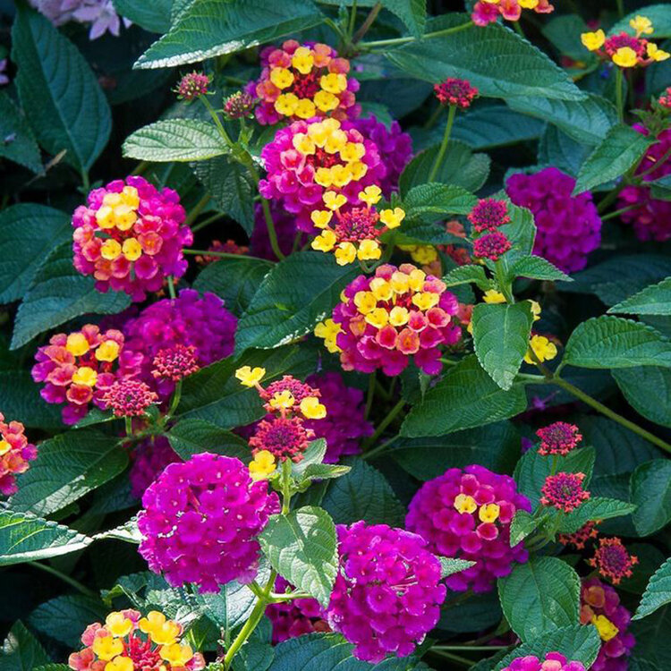 Lantana camara 'Lucky™ Sunrise Rose'