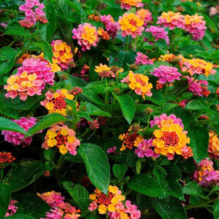 Lantana camara 'Lucky™ Sunrise Rose'