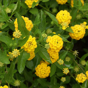 Lantana 'New Gold'