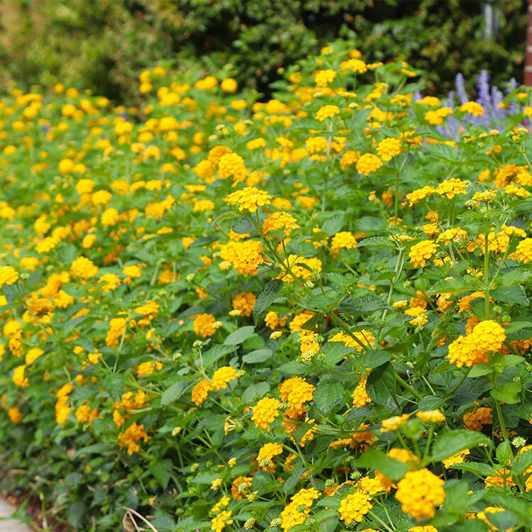 Lantana 'New Gold'