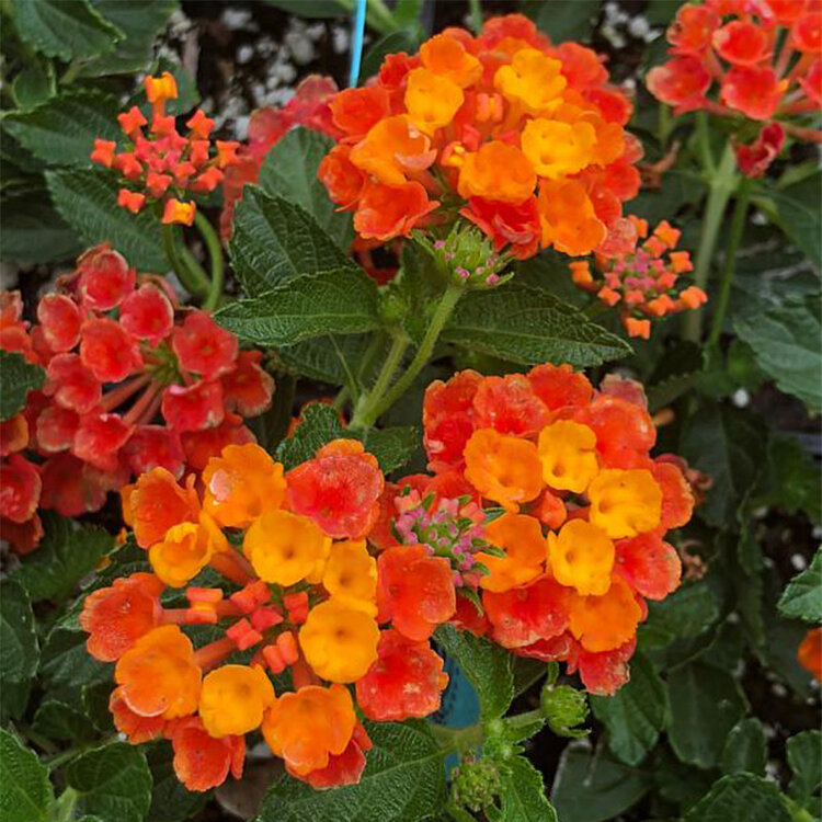 Lantana camara 'Radiation'