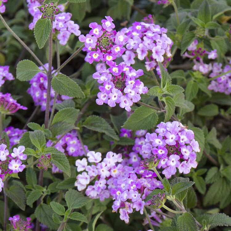 Lantana montevidensis 'Trailing Lilac'