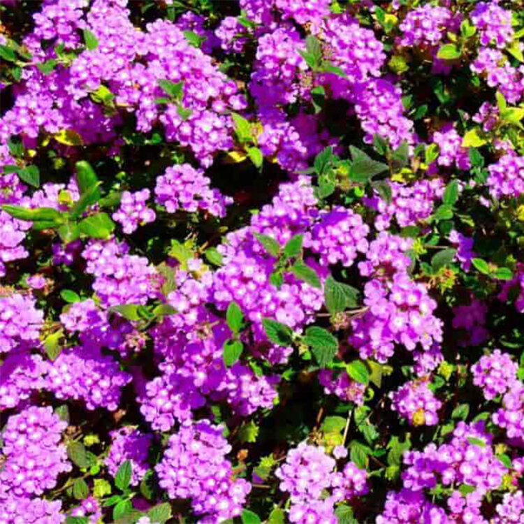 Lantana montevidensis 'Trailing Lilac'
