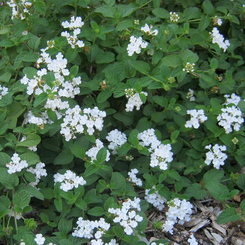 Lantana 'Trailing White'