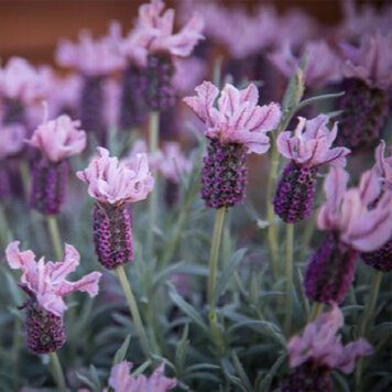 Lavandula 'Ghostly Princess'