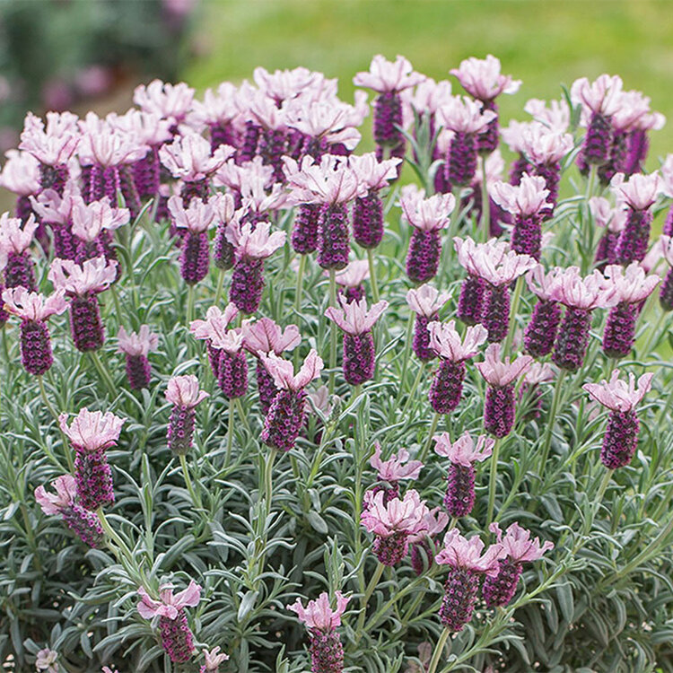 Lavandula stoechas 'Ghostly Princess'
