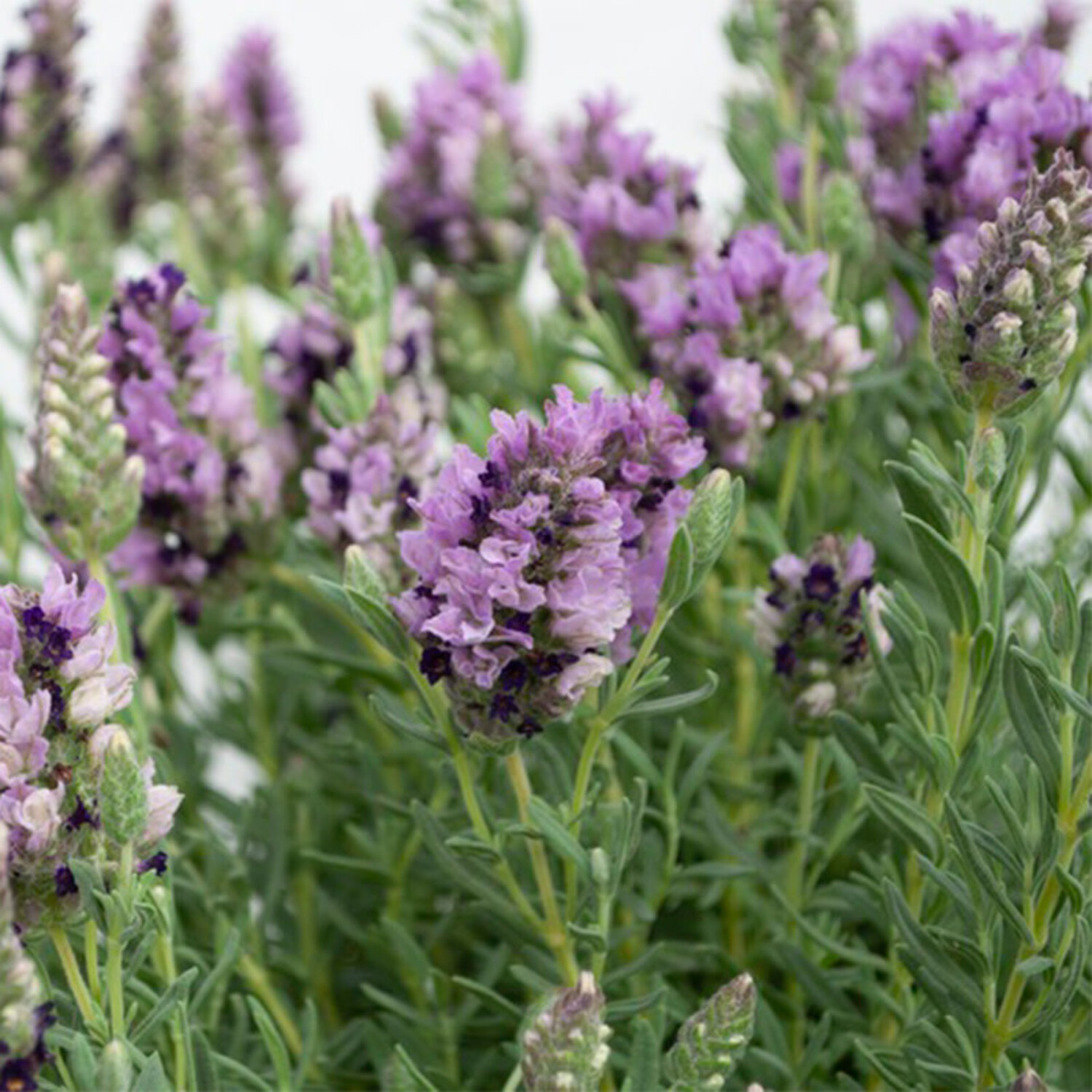 Several Yards of Purple And Lavender Vi…, General