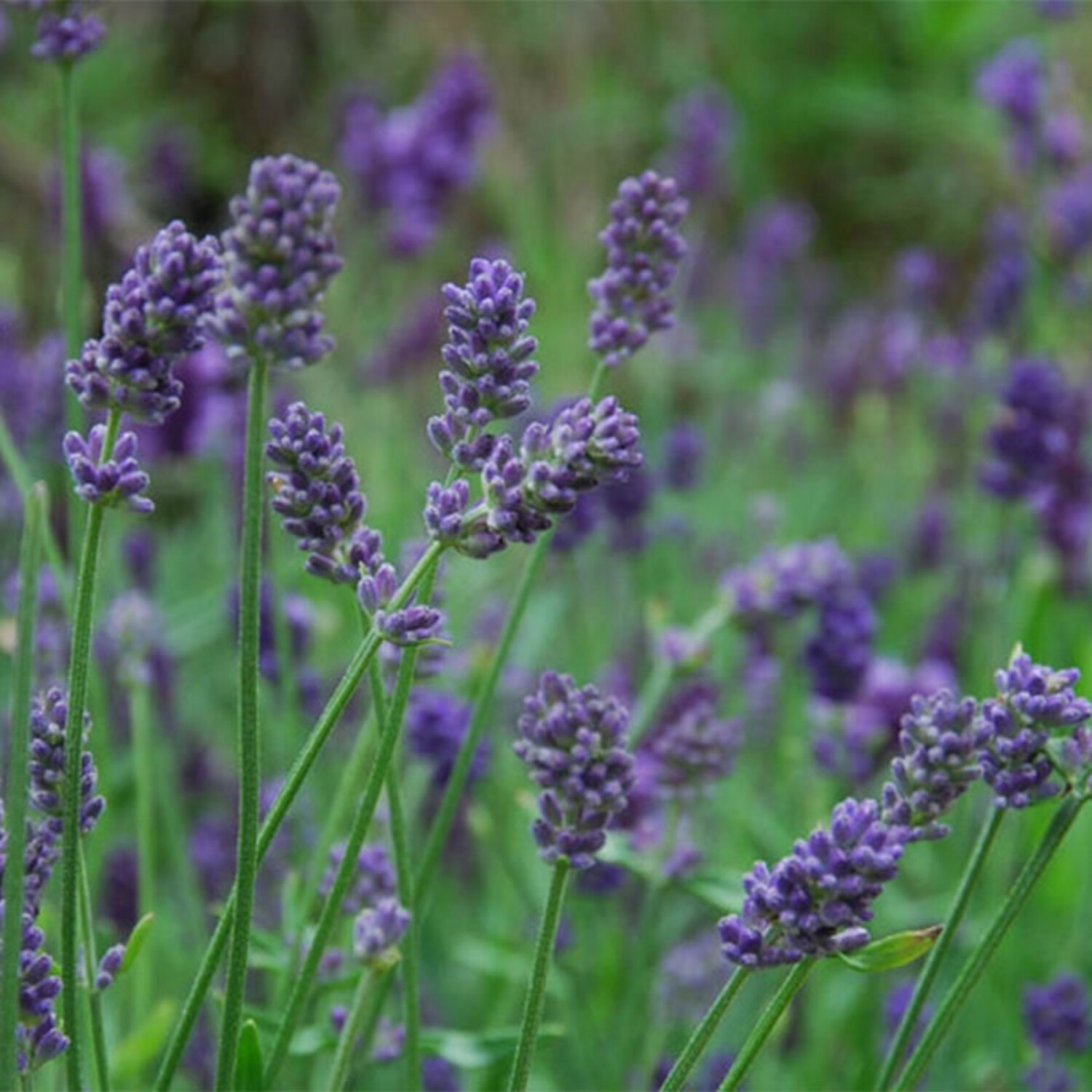 Shade-Tolerant Varieties of Lavender