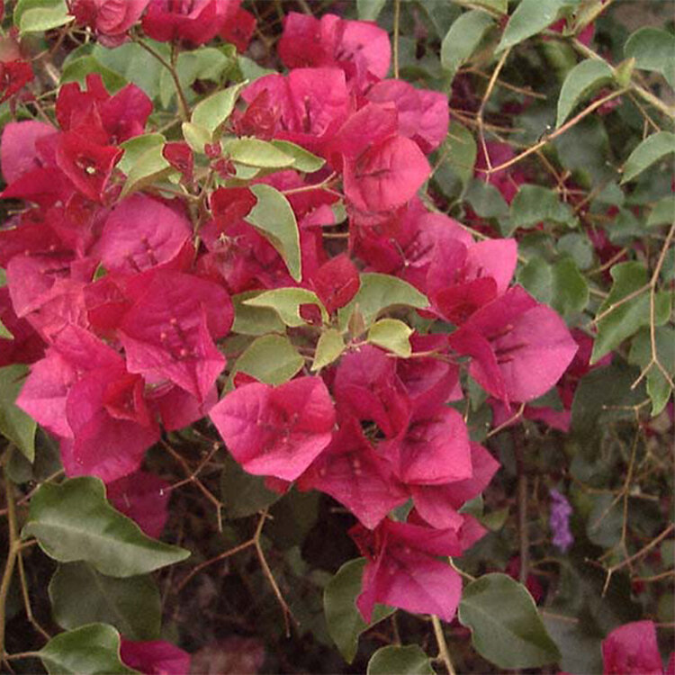Bougainvillea x buttiana 'Barbara Karst'