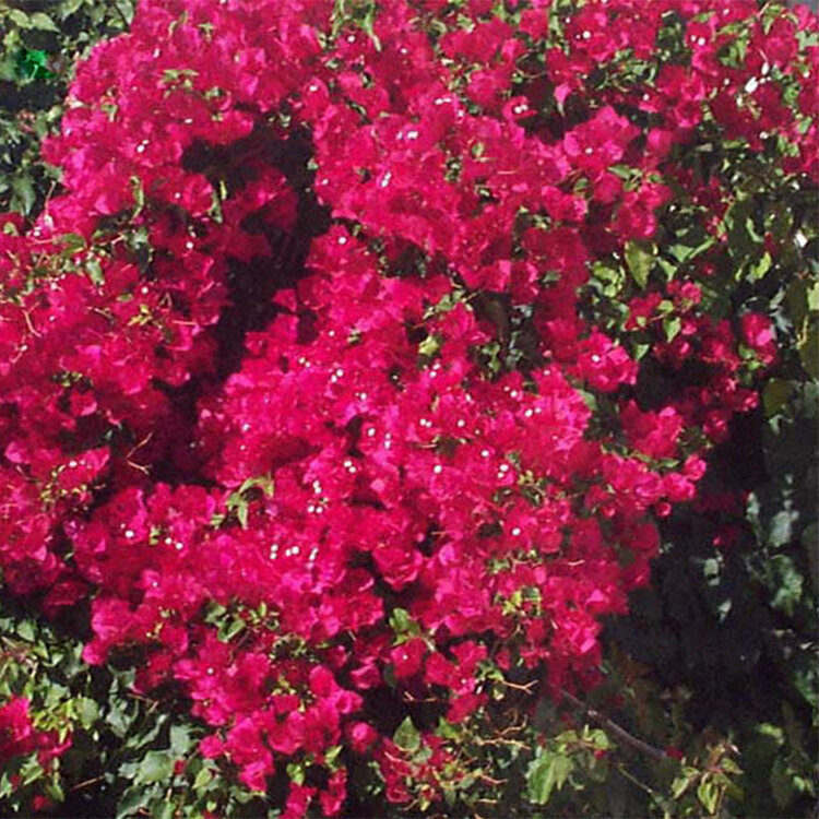 Bougainvillea x buttiana 'Barbara Karst'