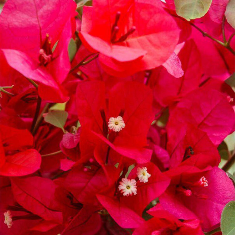 Bougainvillea x buttiana 'Barbara Karst'