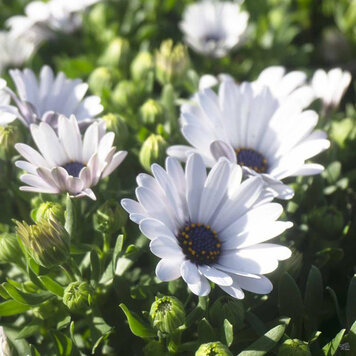 Osteospermum ecklonis 'Serenity™ White'