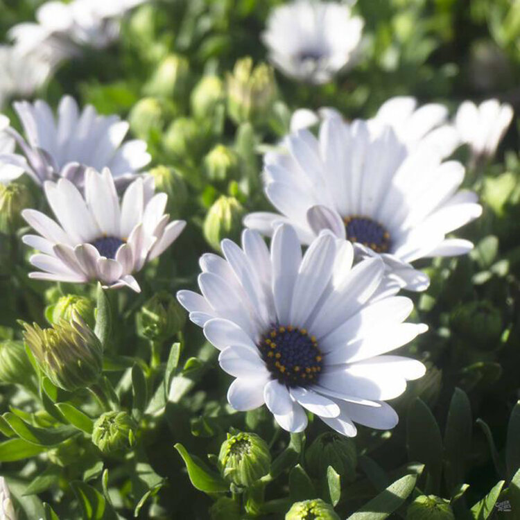 Osteospermum ecklonis 'Serenity™ White'